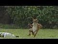 Squirrel Playing Football