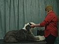 How to Clip the Coat - Old English Sheepdog