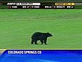 Bear on golf course at US Senior Open