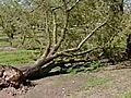 Almond Trees Toppled