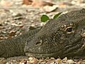 Komodo: Living With the Deadly Dragons