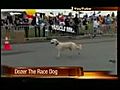 Dog Runs Half Marathon