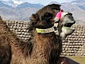 Silk Route Camels Saved