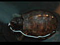 How to Soak Box Turtle Hatchlings