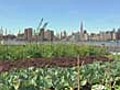 Rooftop farm fights NYC pollution