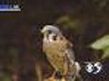 Help Out Animals With Walk For Wildlife
