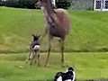 Une maman biche protège Bambi comme une lionne