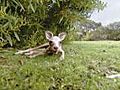 Baby Roo Rescue