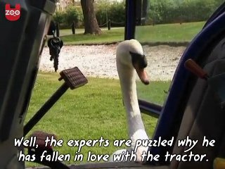 Swan Falls In Love With Tractor