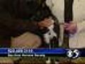 'Peppy' - 6 Month Old Male Mix #A04042534