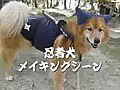 忍者犬　メイキング映像