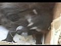 Raccoon-Babies1.wmv