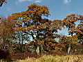 Royalty Free Stock Video HD Footage Scenic View of Fall Leaves and Mountains in North Carolina