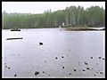 Yorky Saves Rocks In The Rain