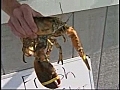 Yellow lobster pulled from RI’s Narragansett Bay