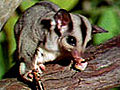 Sugar Gliders