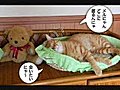 『チーとメル』クマさんに相談にゃ！の巻