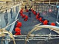 Wikileaks veröffentlicht geheime Guantanamo-Dokumente