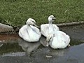 白鳥一家のランチ・イン・パーク