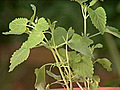 Spotlight on Herbs: Catnip