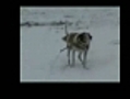 Sonic The Crazy Beagle vs. Snow Storm Virginia Beach