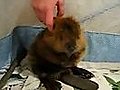 Cute baby beaver!!!