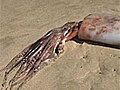 Giant squid invade beach