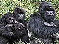 explore - Gorillas... 98.6% Human