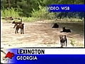 Georgia Couple Killed By Wild Dogs