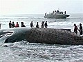 100 men tow 13,000-pound whale out to sea
