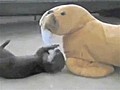 Baby Otter Loves His Stuffed Walrus Friend
