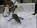 Penguins play in Pittsburg snow