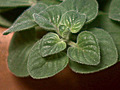 Spotlight on Herbs: Oregano