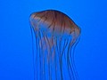 Florida Coast Falls Victim to Jellyfish Invasion