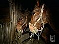 Runaway Mules Escape In Rush-Hour Traffic