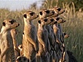 National Geographic Animals - Meerkats vs. Puff Adder