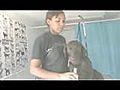Eau Claire Dog Grooming Tip Doggy Dander