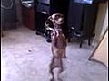 Dancing Chihuahua