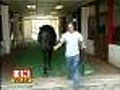 Maryland Million Race To Be Held Saturday