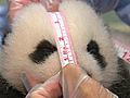 Panda Cub’s Fourth Exam