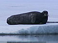 Polar Bear: Spy on the Ice: Polar Bear Hunts a Seal