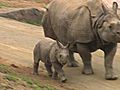 Rhino Calf