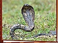 Weird News - Bronx Cobra Slithers Onto Twitter