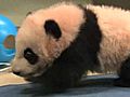 Panda Cub’s Fifteenth Exam