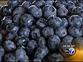 Pick your own blueberries at Indiana farm