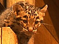 Rare baby leopards make debut appearance