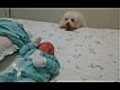 Happy Dog Wants To See The Baby