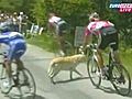 Caught On Tape: Rider Crashes Into Dog At Tour de France