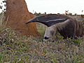 Mutant Planet: Giant Anteater