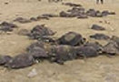 CNN-IBN Exclusive: Thousands of turtles die in Orissa